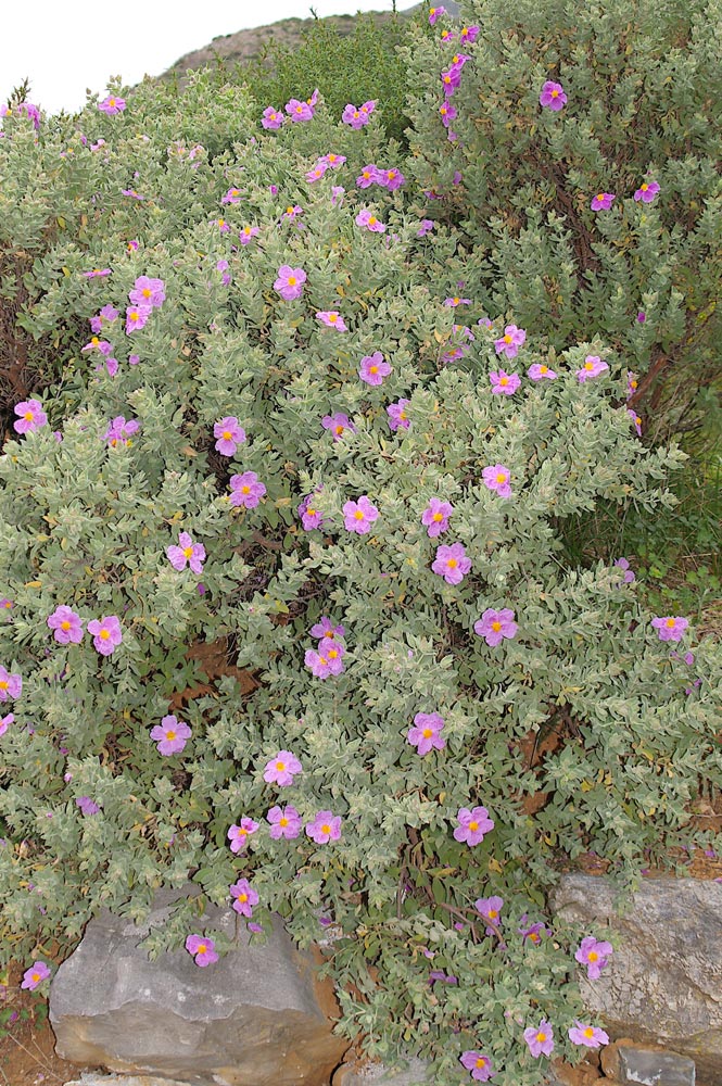 Cistus albidus / Cisto